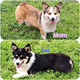 Pembroke Welsh Corgi puppies from RRR Corgis