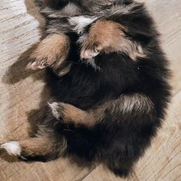 Pomeranian Puppies from Mayhew's Pomeranian Pups