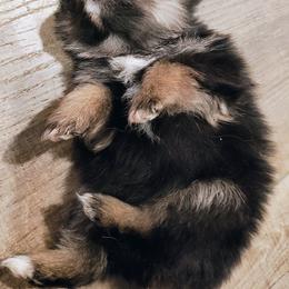 Pomeranian Puppies from Mayhew's Pomeranian Pups