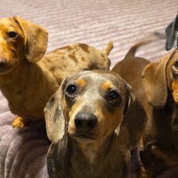 Dachshunds from Rolling S Ranch Doxies
