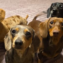 Dachshunds from Rolling S Ranch Doxies