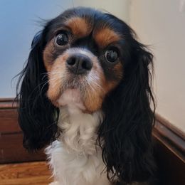 Poppy - Cavalier King Charles Spaniel