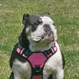 Mabel  - Bulldog