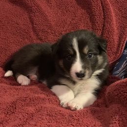 Border Collie Puppies from Best Friend Borders