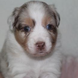 ClaraBelle - Red merle female Australian Shepherd puppy in Granville, Ohio from River Trails Aussies