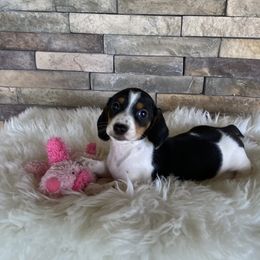 Dachshund Puppies from Benji’s Babies