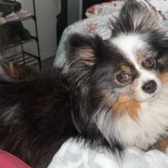 Pomeranians from Royal Pomeranians