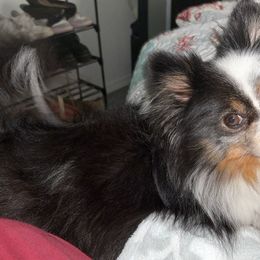 Pomeranians from Royal Pomeranians