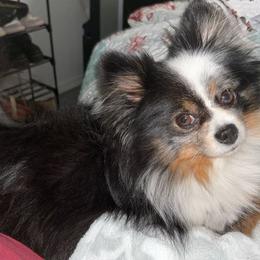 Pomeranians from Royal Pomeranians