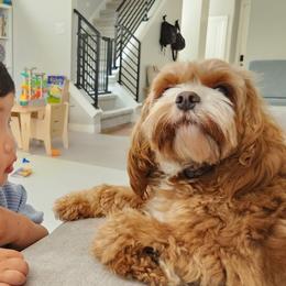 Cavapoos and Maltipoos from Sweetheart Doodles