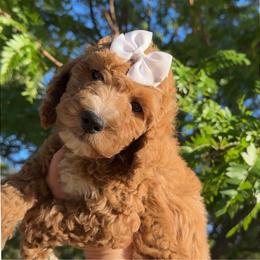 Assorted Doodle Crosses, Goldendoodle, Labradoodle, and Poodle Puppies from Ruff Country Doodles