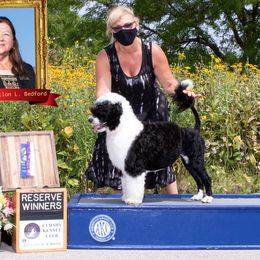 Sea - Portuguese Water Dog