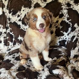 Nemo - Red merle male Australian Shepherd puppy in Cleveland, Tennessee from C&S Kennels