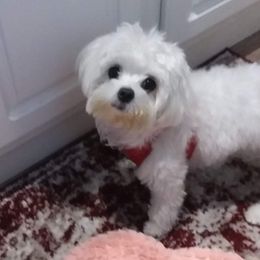 Maltese from Cute Malti's