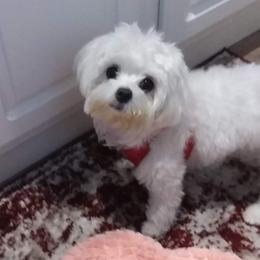 Maltese from Cute Malti's