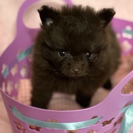 Chocolate Boy CKC - Chocolate male Pomeranian puppy in Douglas, Massachusetts from Country Oak Poms LLC