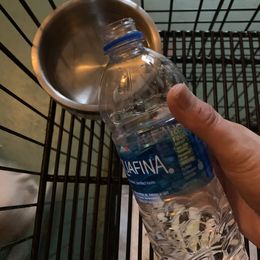 French Bulldog Puppies from Monarchy's Finest French Bulldogs