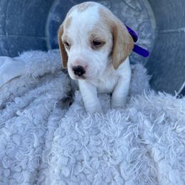 Beagle Puppies from Stranger Creek Beagles