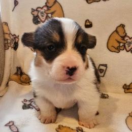 Big boy - Black and tan male Pembroke Welsh Corgi puppy in Lilburn, Georgia from Wildflowercorgis