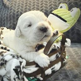 Orange - Light golden male Golden Retriever puppy in Clovis, California from Puppy Love, Hall's Goldens