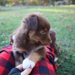 Australian Shepherd Puppies from Covenant View Farm Australian Shepherds