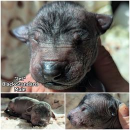 Jet - Black male Xoloitzcuintli puppy in Apple Valley, California from Barefoot Xoloitzcuintle