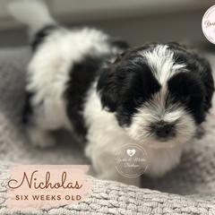 Morkie, Shorkie, and Yorkshire Terrier Puppies from Yorkie and Morkie Boutique