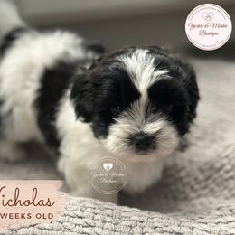 Morkie, Shorkie, and Yorkshire Terrier Puppies from Yorkie and Morkie Boutique