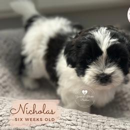 Morkie, Shorkie, and Yorkshire Terrier Puppies from Yorkie and Morkie Boutique