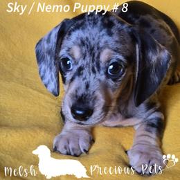 Sky and Nemo Puppy 8 - Dapple male Dachshund puppy in Anamosa, Iowa from Melsh Precious Pets