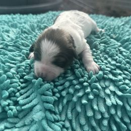 Girl 5 - Parti female Double Doodle puppy in Junction, Utah from Sugar Doodles