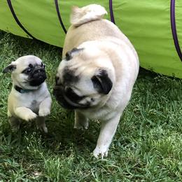 Bulldog and Pug Puppies from JR’s Pugs