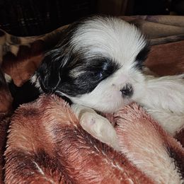 MIA - Tricolor female Shih Tzu puppy in Los Banos And Bay Area, California from Shantii's Shih Tzu's