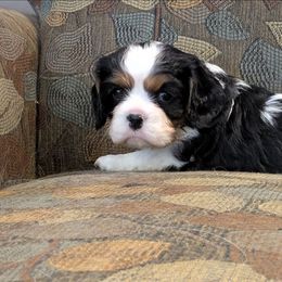 Bubbling Cauldron - Tri-color male Cavalier King Charles Spaniel puppy in Marengo, Ohio from Buttin'Heads Cavaliers
