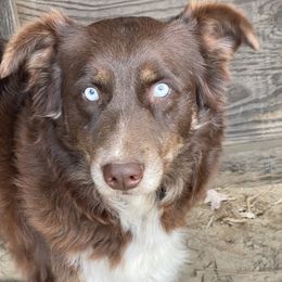 Belle - Australian Shepherd