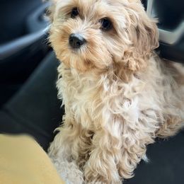 Teddy - Cavapoo