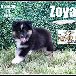 Zoya - Black tri female Miniature Australian Shepherd puppy in Madisonville, Texas from Flying LL Aussies