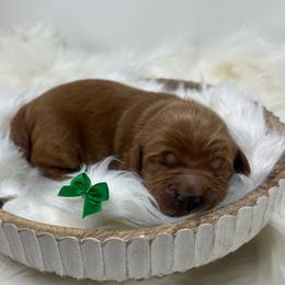 Green Male - Apricot male Goldendoodle puppy in Great Falls, Montana from Montana Goldendoodles