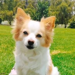 Mia - Chihuahua