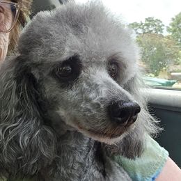 Graycie - Poodle