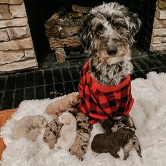 Aussiedoodles and Double Doodles from Melrose Mountain Farm