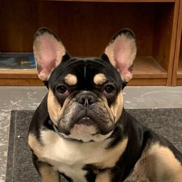 Quinn - French Bulldog