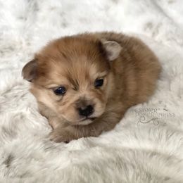 Pomeranian and Pomsky Puppies from Designer Pomeranians