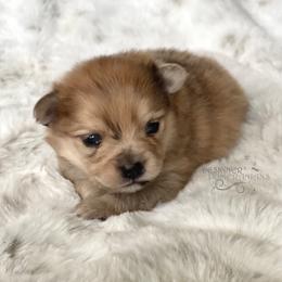 Pomeranian and Pomsky Puppies from Designer Pomeranians