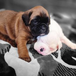 Boxer Puppies from Moonlitboxers
