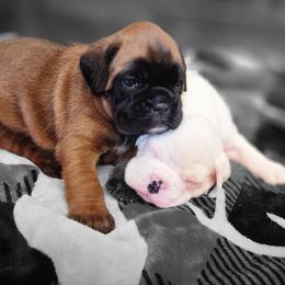 Boxer Puppies from Moonlitboxers