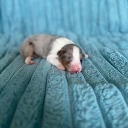 Wyatt - Blue merle white and tan male Shetland Sheepdog puppy in Aberdeen, Idaho from Willow Creek Cresteds