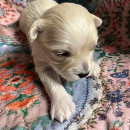 Boy 3 - Cream male Maltipoo puppy in Mooresville, North Carolina from Clearview Canines