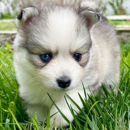 Pomsky Puppies from BittyPomsky