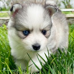 Pomsky Puppies from BittyPomsky
